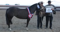 Esquilador y Tapada triunfaron en la Expo de la Asociación Ultima Esperanza Esquilador y Tapada triunfaron en la Expo de la Asociación Ultima Esperanza