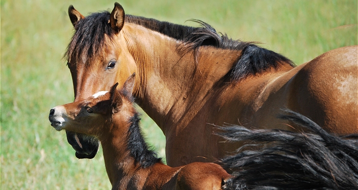 Se creó nuevo reglamento del Registro Genealógico del Caballo Chileno