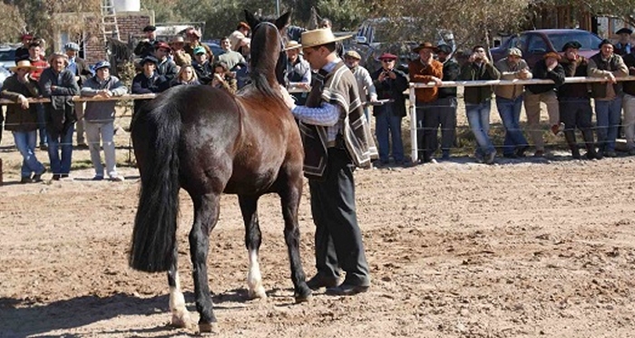 Dónde podríamos llegar con el Caballo Chileno