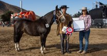 Valorao y Picantosa fueron los mejores en concurrida Expo Choapa Valorao y Picantosa fueron los mejores en concurrida Expo Choapa