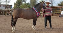 Exposición forma parte de festejos por nuevo aniversario de Ovalle Exposición forma parte de festejos por nuevo aniversario de Ovalle