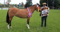Asociación de Criadores Cautín tiene todo listo para su Exposición Asociación de Criadores Cautín tiene todo listo para su Exposición