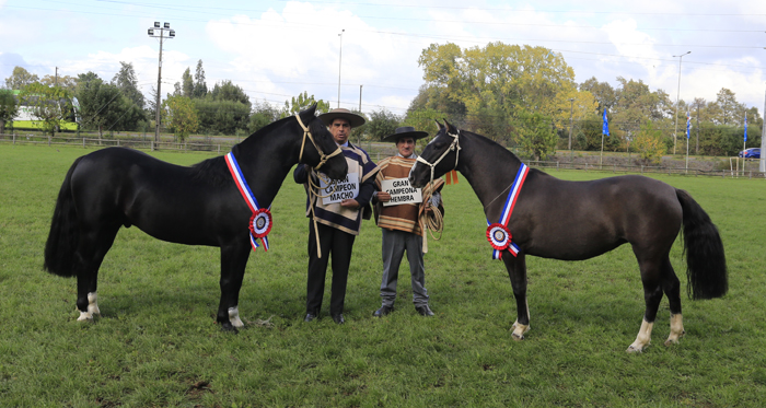 Cahuinero y Sonata, los mejores de la primera Expo Cautín