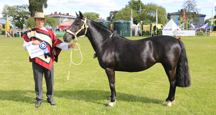 Julio Mohr: Me motiva la posibilidad de generar información técnica oficial para la raza
