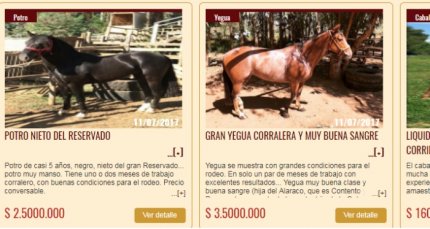 Compraventa Premium de Caballoyrodeo.cl inicia remozada etapa