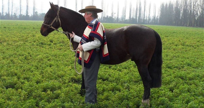 La presencia del Caballo de Pura Raza Chilena