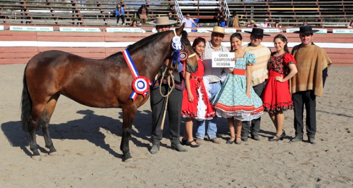 El Caballo Chileno engalanará la XVIII Fiesta Chilena en Ñuñoa