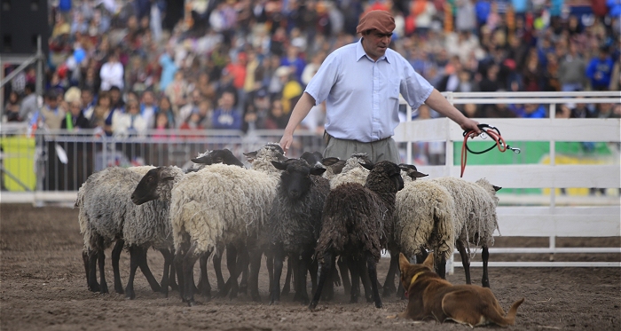 Perros Ovejeros Magallánicos volverán a cautivar al público en la Semana de la Chilenidad