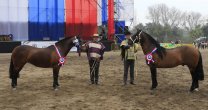 Expo Semana de la Chilenidad 2017 mantendrá alto nivel de participación Expo Semana de la Chilenidad 2017 mantendrá alto nivel de participación