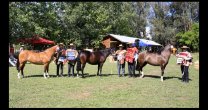 Criadores de Talca preparan exposición de caballos chilenos con atractivos panoramas