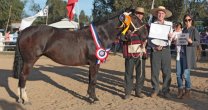 Criadores de Cardenal Caro se aprontan para una concurrida Expo Marchigüe Criadores de Cardenal Caro se aprontan para una concurrida Expo Marchigüe
