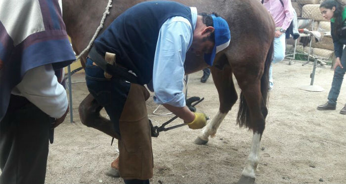 Inacap Rancagua tuvo interesantes charlas sobre herraje, historia y bienestar del Caballo Chileno