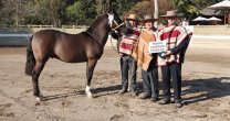 Asociación Casablanca empieza a armar su Exposición de Caballos Chilenos Asociación Casablanca empieza a armar su Exposición de Caballos Chilenos