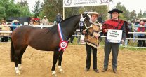 Una mirada a la gran Expo Marchigüe 2017 Una mirada a la gran Expo Marchigüe 2017