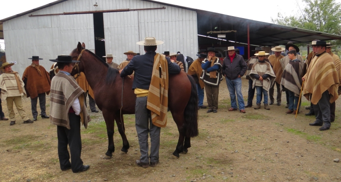 Criadores de Ñuble tienen todo listo para su Día De Campo