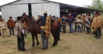 Criadores de Ñuble tienen todo listo para su Día De Campo Criadores de Ñuble tienen todo listo para su Día De Campo