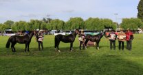 Asociación X Región prepara Expo y Rodeo Para Criadores con significado especial Asociación X Región prepara Expo y Rodeo Para Criadores con significado especial