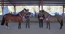 Asociación Santiago tiene Exposición y Rodeo Para Criadores en Til Til Asociación Santiago tiene Exposición y Rodeo Para Criadores en Til Til