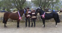 Las Callanas se llevó los premios principales en Expo Til Til Las Callanas se llevó los premios principales en Expo Til Til