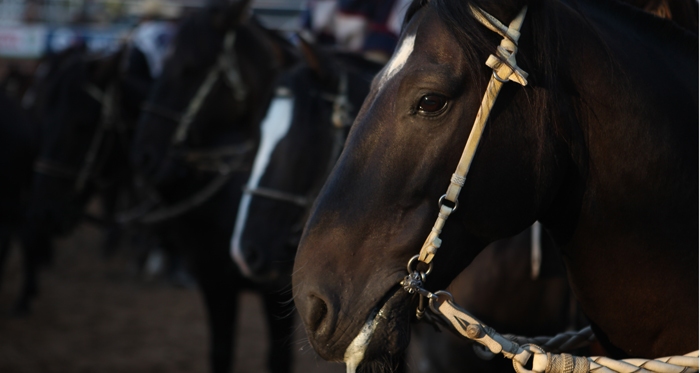 Rama de Rodeo Inacap tiene Seminario del Caballo Chileno