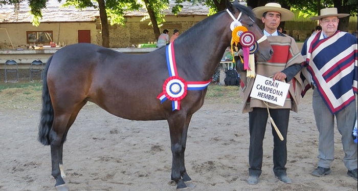 Ñuble tiene Exposición y Rodeo Para Criadores en fase final de su organización