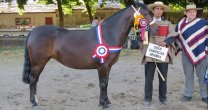 Ñuble tiene Exposición y Rodeo Para Criadores en fase final de su organización Ñuble tiene Exposición y Rodeo Para Criadores en fase final de su organización