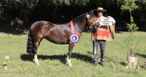 Criadores de Colchagua se aprontan para una gran cita en Viña Casa Silva Criadores de Colchagua se aprontan para una gran cita en Viña Casa Silva