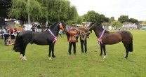 Exposición en la SAGO y rodeo en Entre Lagos tiene Asociación X Región Exposición en la SAGO y rodeo en Entre Lagos tiene Asociación X Región