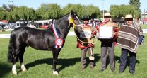 El Jerónimo II y Como Fiera repitieron su victoria en la Expo SAGO El Jerónimo II y Como Fiera repitieron su victoria en la Expo SAGO