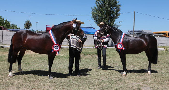 Recatado y Labradora triunfaron en la Expo O'Higgins