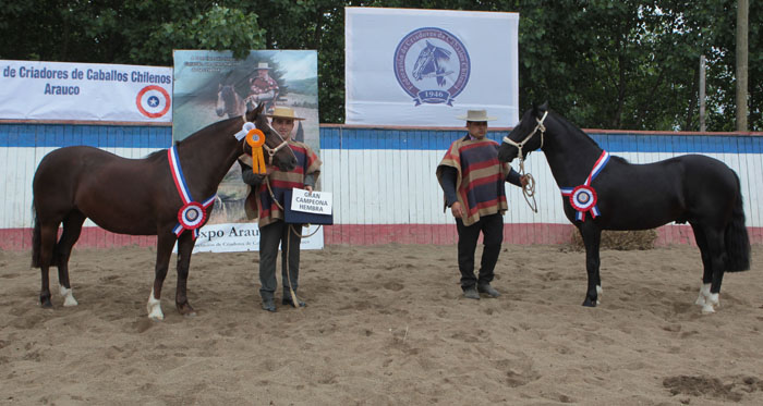 Asociación Arauco abrirá el nuevo año con Exposición y Rodeo Para Criadores