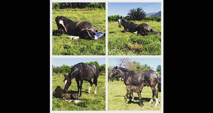 Pasión por el Caballo Chileno