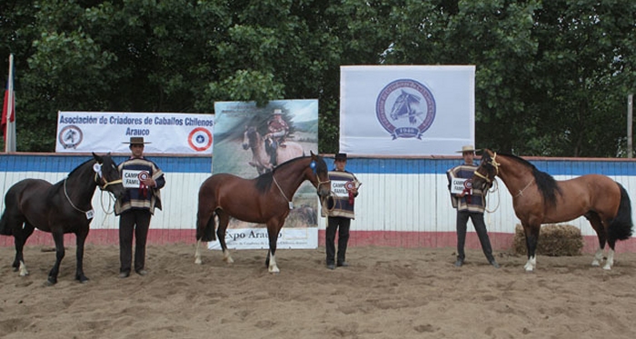 Criadores de Arauco esperan expectantes su Exposición y Rodeo