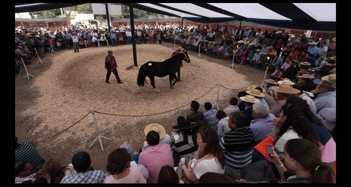 Directorio de Ferochi adjudicó los remates en el Champion de Chile