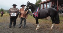 Exposición de Chiloé juntará cerca de 25 caballos este sábado Exposición de Chiloé juntará cerca de 25 caballos este sábado