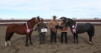 Esquilador y Cantarina, los Mejores Ejemplares de la Expo Ultima Esperanza Esquilador y Cantarina, los Mejores Ejemplares de la Expo Ultima Esperanza