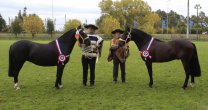Chacotero y Esta Sí impresionaron como ganadores de la Expo Cautín Chacotero y Esta Sí impresionaron como ganadores de la Expo Cautín