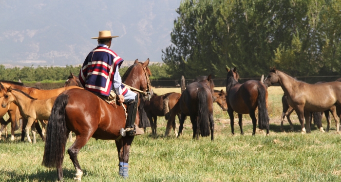 Criadero Amancay tiene este sábado su remate en Rancagua