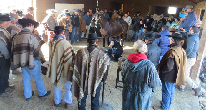 Los Criadores de Talca, Curicó y Linares disfrutaron de una atractiva Charla de Herraje