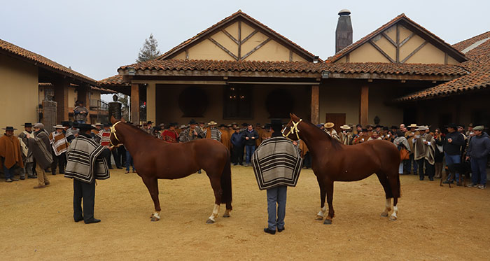 Participantes valoraron positivamente el Curso de Formación Permanente Sobre el Caballo Chileno