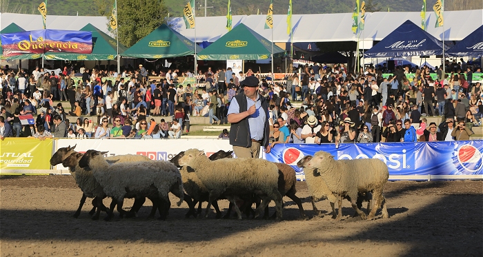 Perros ovejeros magallánicos volverán a encantar a la familia en la XXIV Semana de la Chilenidad