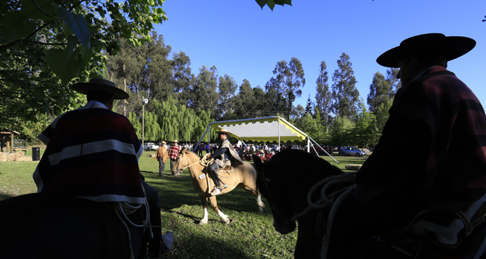 Criadores de Talca preparan su gran exposición anual