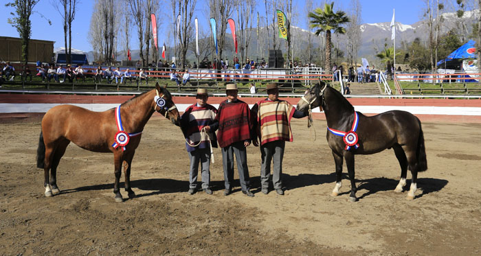 Exposiciones serán nuevamente un importante atractivo en eventos de la chilenidad