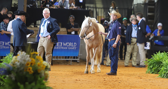 Caballos del equipo chileno de Rienda Internacional superaron el control veterinario en Tryon