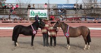 Guindao y Escultura ganaron los premios máximos de la Expo Ñuñoa Guindao y Escultura ganaron los premios máximos de la Expo Ñuñoa
