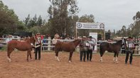 Criadores de Cardenal Caro se reúnen en Marchigüe para su Exposición Criadores de Cardenal Caro se reúnen en Marchigüe para su Exposición