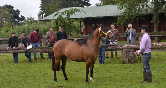 Phillip Sponenberg captó interesante panorama sobre Morfología y Funcionalidad del Caballo Chileno