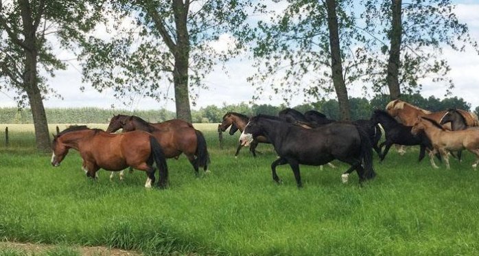 Criaderos Alta Gracia, Santa Camila y Santa Elvira de Río Claro tienen atractivo remate