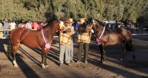 Criadores de Melipilla realizan su exposición en Higueras del Puangue Criadores de Melipilla realizan su exposición en Higueras del Puangue
