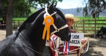 Los Grandes Premios de la Expo O'Higgins 2018 Los Grandes Premios de la Expo O'Higgins 2018